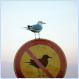 (Pic) Dare to Break the Rules