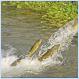 Trout Stage Daring Breakout at Fish Farm [crazy trout escape pic]