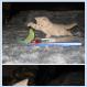 Cuteness overload for today: Kitty Tamed by Bird (pics)