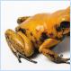 Top Eight (8) Most Poisonous Animals [PICS]