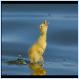 Baby duck chasing a fly (Pic)