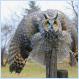 Captive Long-eared Owl reacting to a Halloween toy bat. (photo)