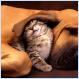 Happy Kitten (pic)