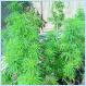 Thai marijuana [Pics]