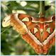 The Worlds Largest Moth [Pics]