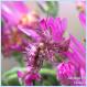 African Flower Mantid. Can you see it? [Pic]