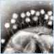Astronomy Picture of the Day 2008 April 21 - Bacteriophages: The Most Common Life Like Form on Earth