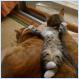 I will love you guys thiiiiiiiis much if you don't move [Pic]