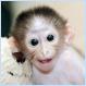 The baby monkey that thinks its mum's a teddy bear (pics)